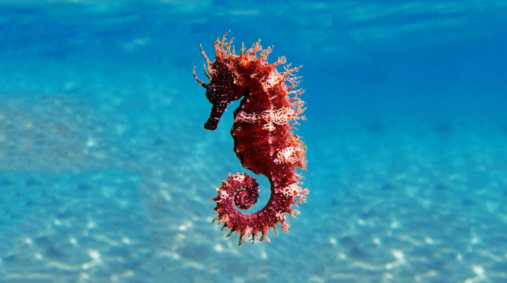 Cavalo-marinho do Mediterrâneo - Hippocampus guttulatus