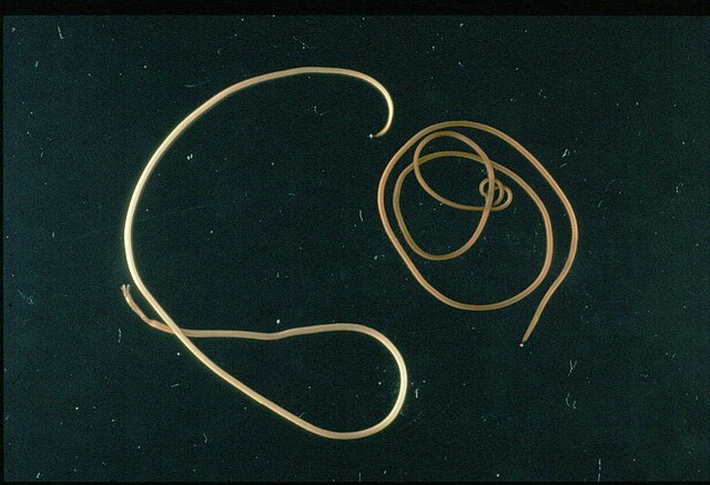 Dois vermes crina de cavalo Paragordius tricuspidatus sobre fundo preto, finos e alongados, um estendido em curva ampla e outro enrolado em espirais soltas.