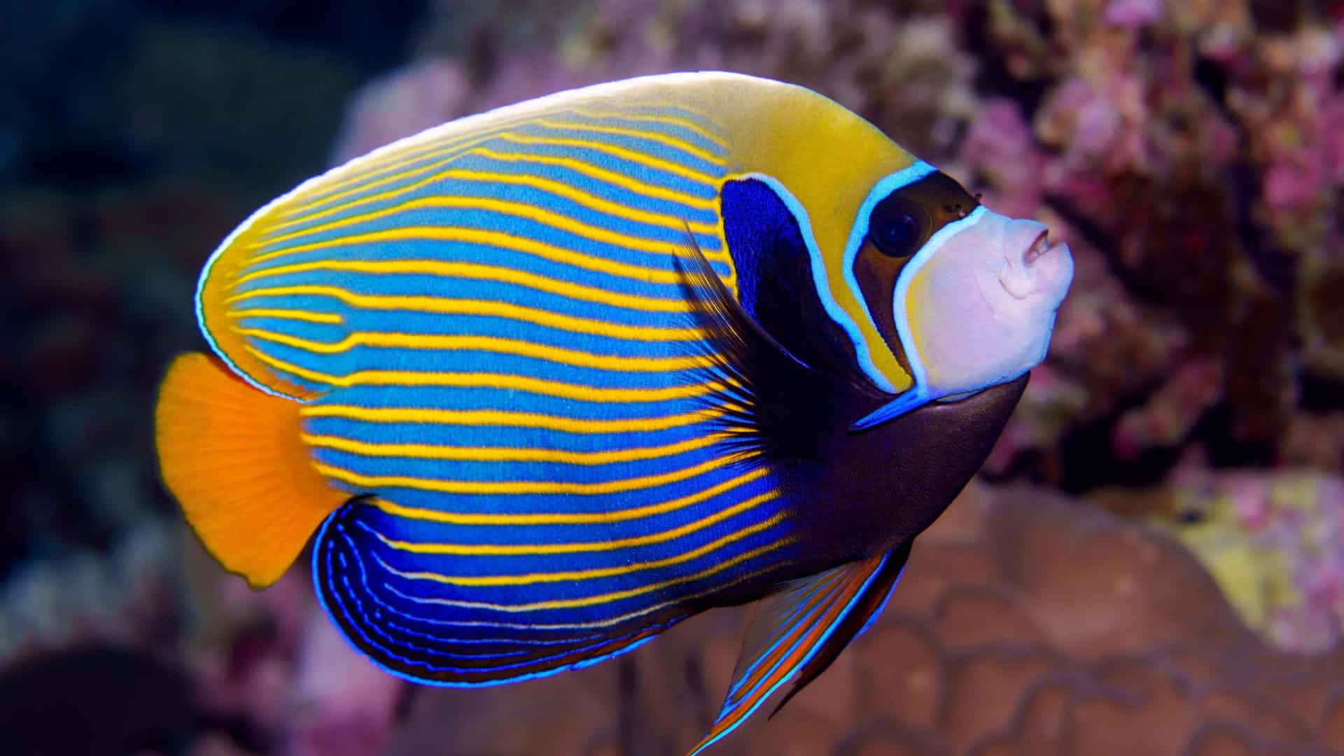 Peixe-anjo-imperador (Pomacanthus imperator)