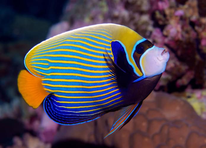 Peixe-anjo-imperador (Pomacanthus imperator)