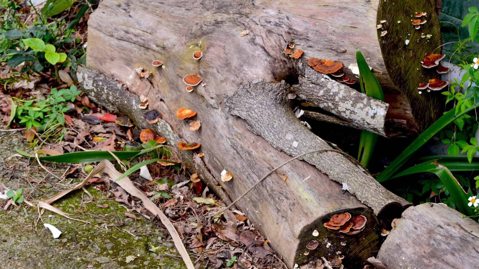 Taiwanofungus-camphoratus-1-1920x1080