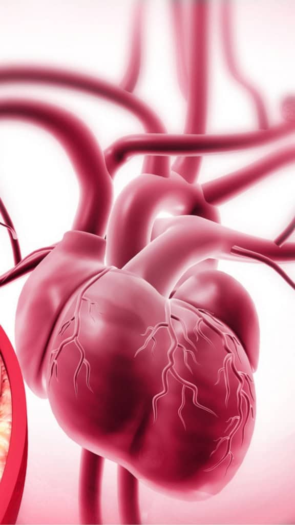 aorta envelhecimento