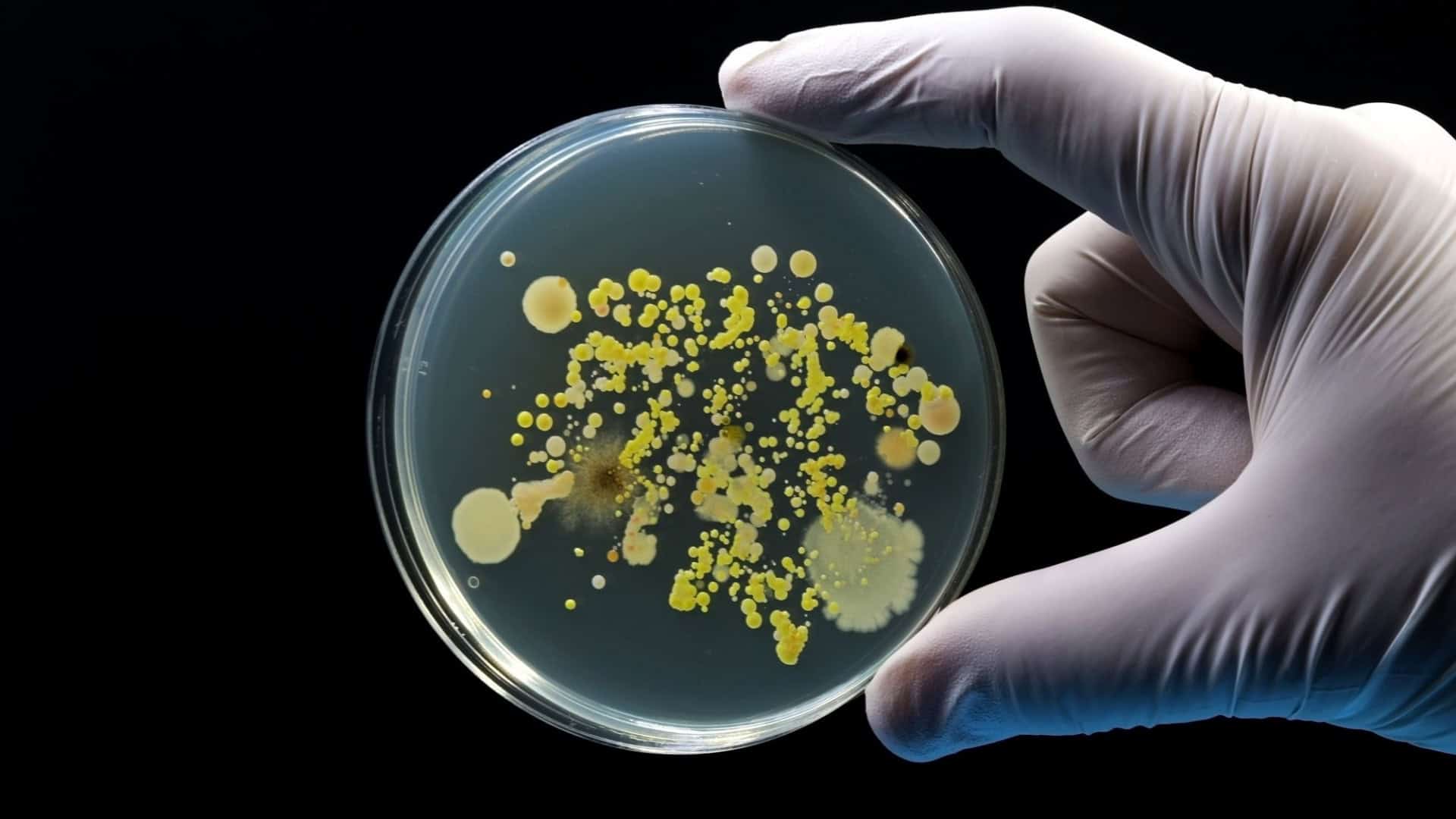bacterias