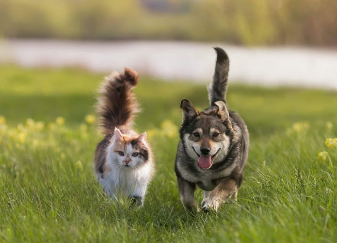Cão e gato caminhando em um gramado