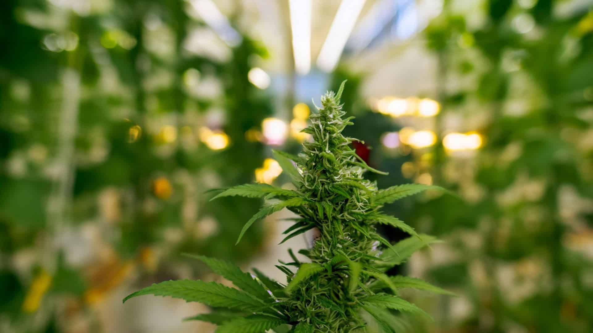 cannabis