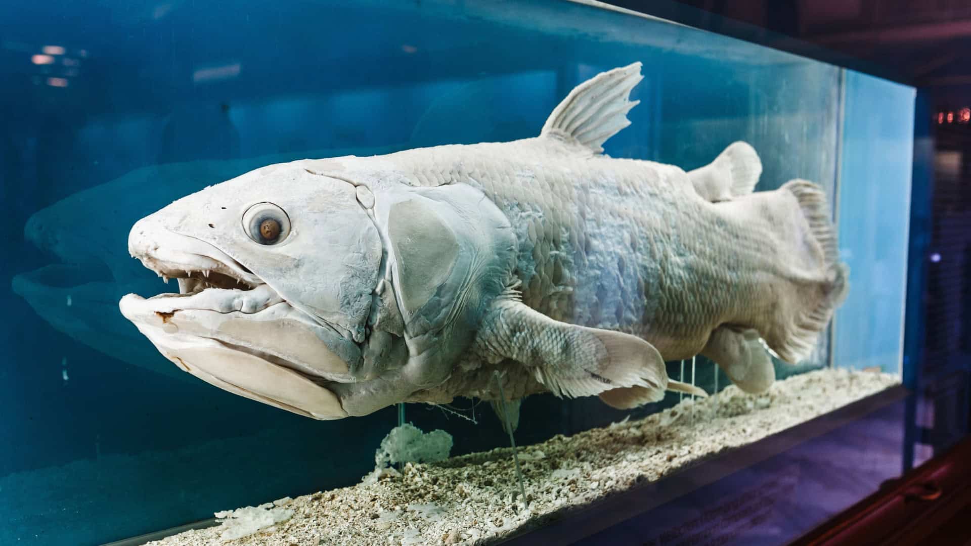 Espécie de celacanto considerada um verdadeiro “fóssil vivo”. É o único representante atual do grupo de peixes cistopterígeos, ancestrais dos anfíbios e de toda a vida terrestre.