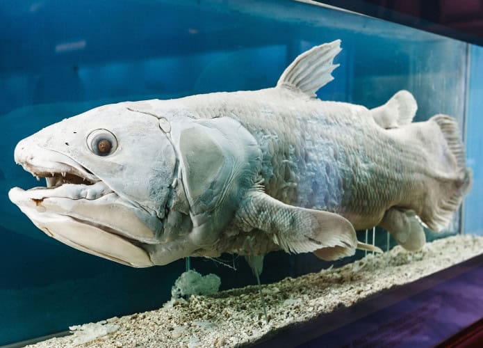 Espécie de celacanto considerada um verdadeiro “fóssil vivo”. É o único representante atual do grupo de peixes cistopterígeos, ancestrais dos anfíbios e de toda a vida terrestre.