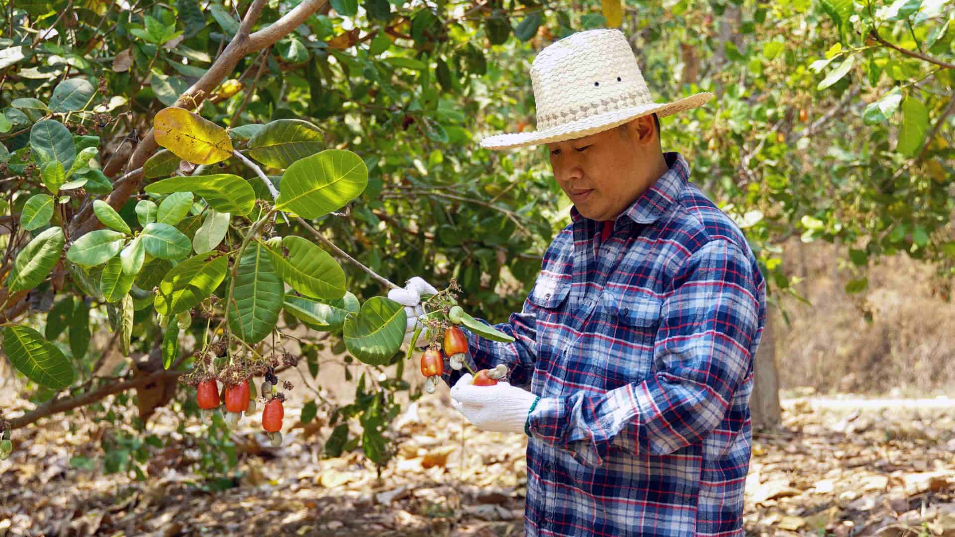 Fazendeiro inspeciona plantação de castanha-de-caju