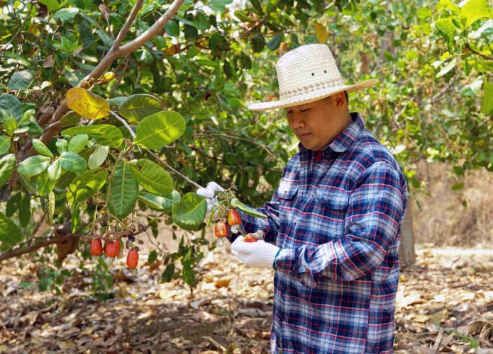 Fazendeiro inspeciona plantação de castanha-de-caju