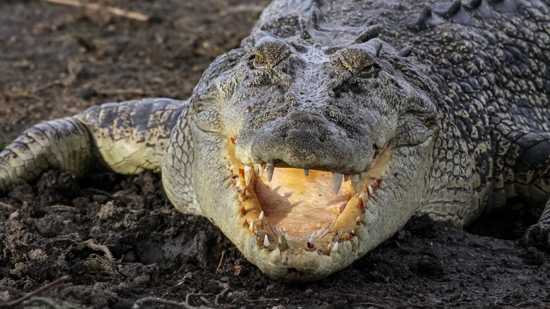 crocodilo