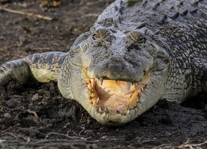 crocodilo