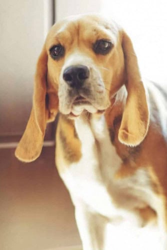 Capa - cachorro