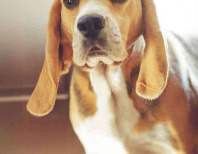 Capa - cachorro