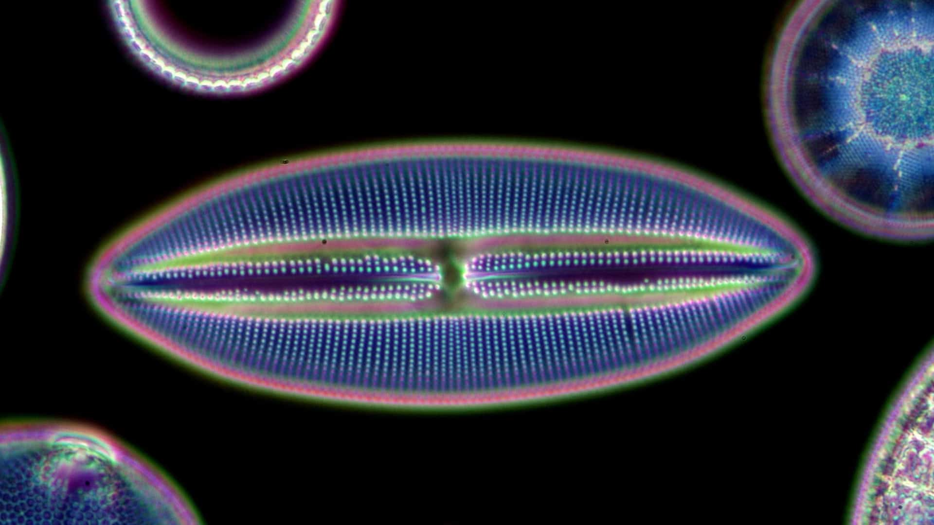 Diatomáceas em um microscópio