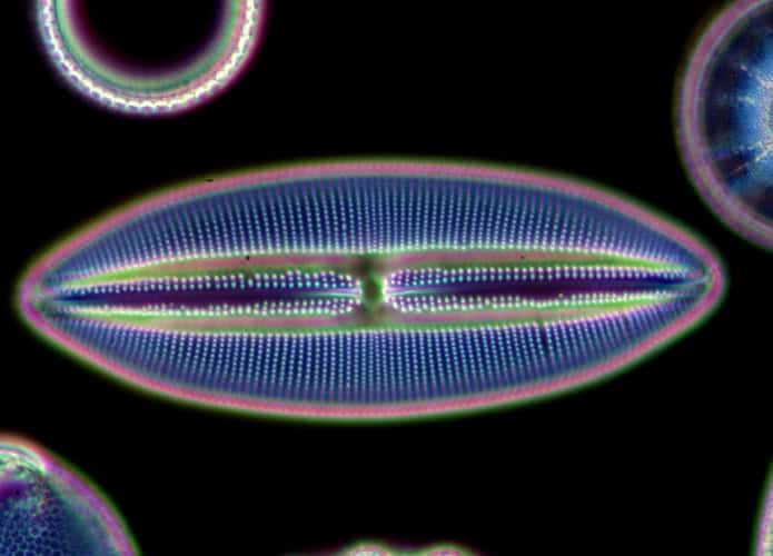 Diatomáceas em um microscópio