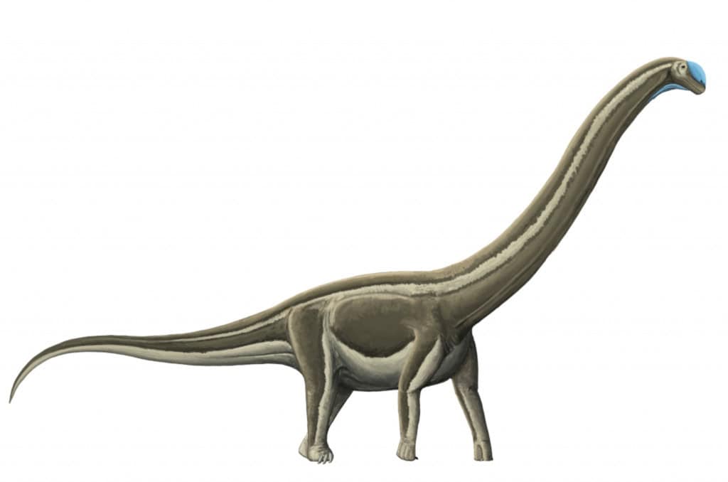 Dinossauros pescoçudos
