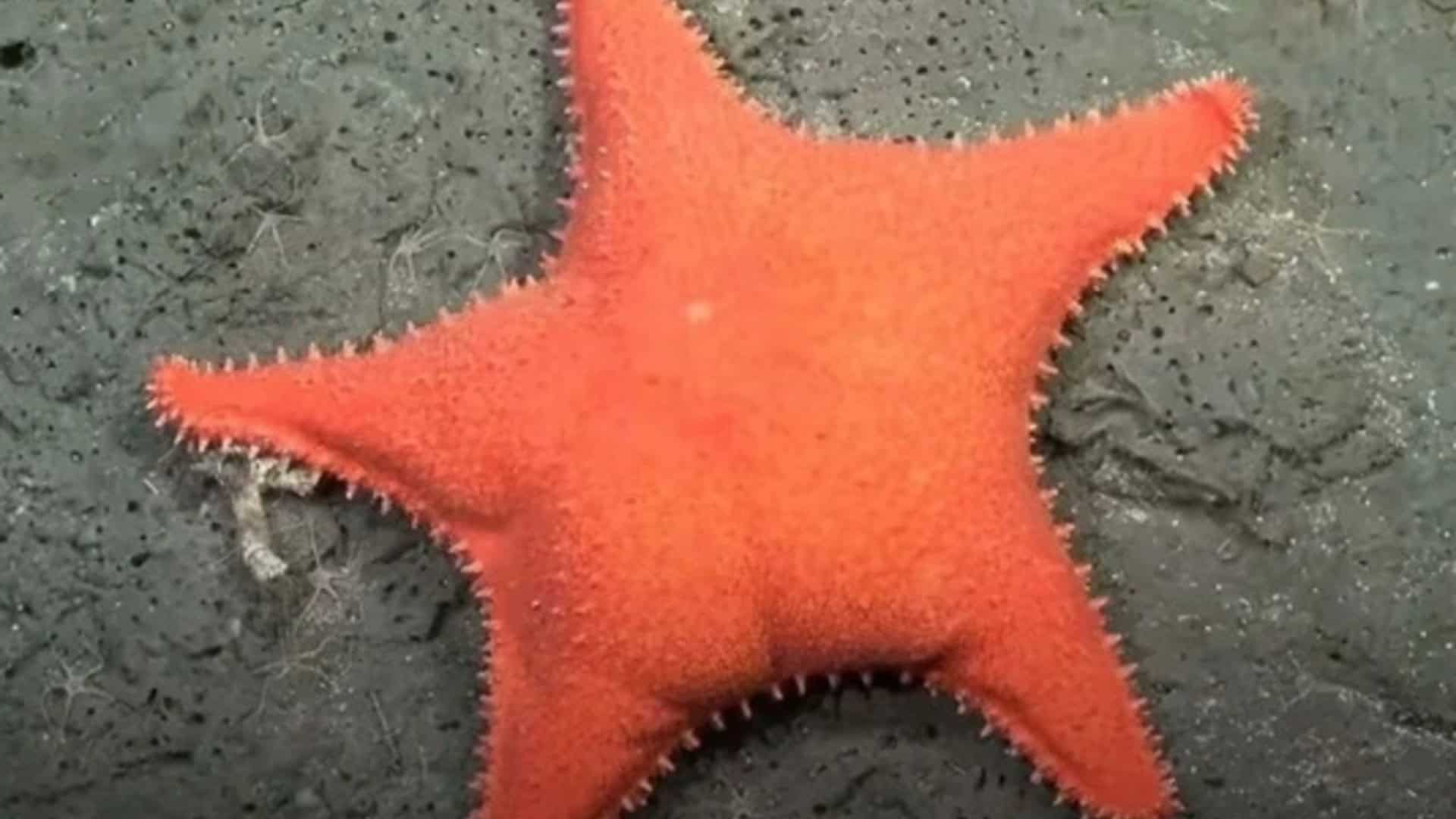 estrela-do-mar-1-1920x1080