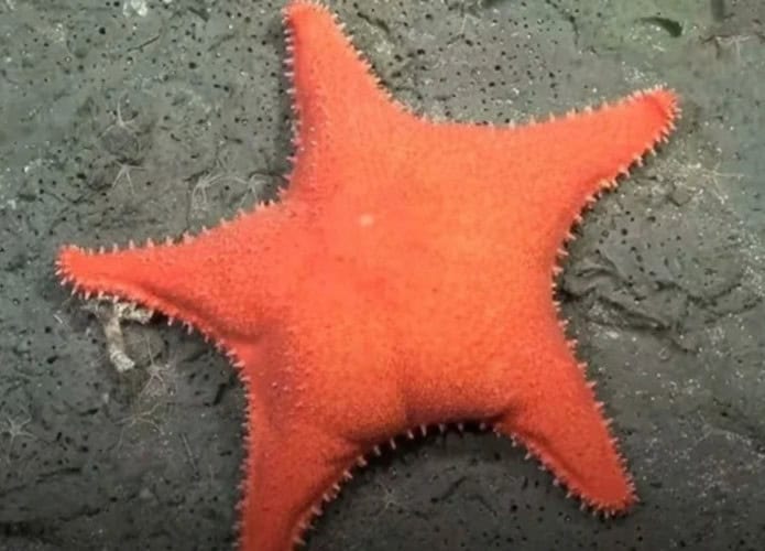 estrela-do-mar-1-695x500