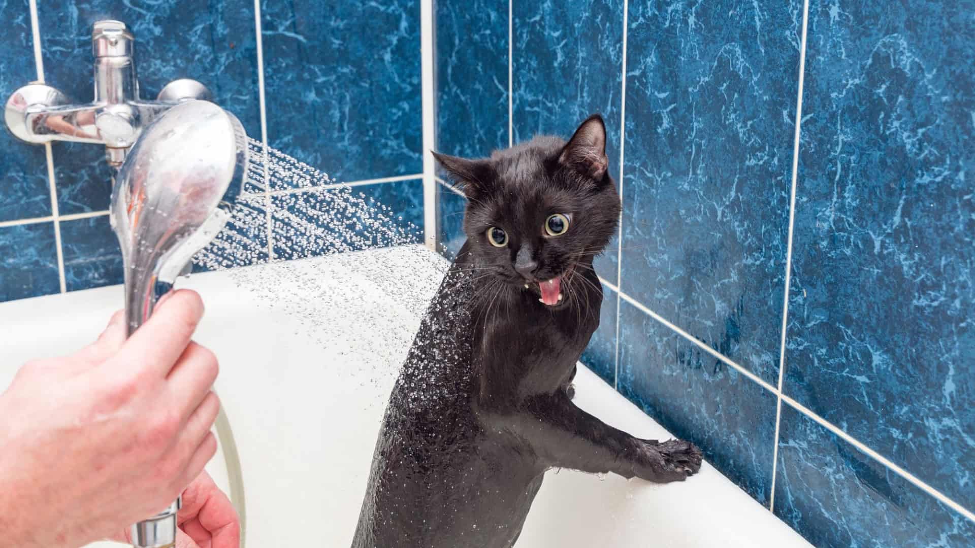 gatos agua