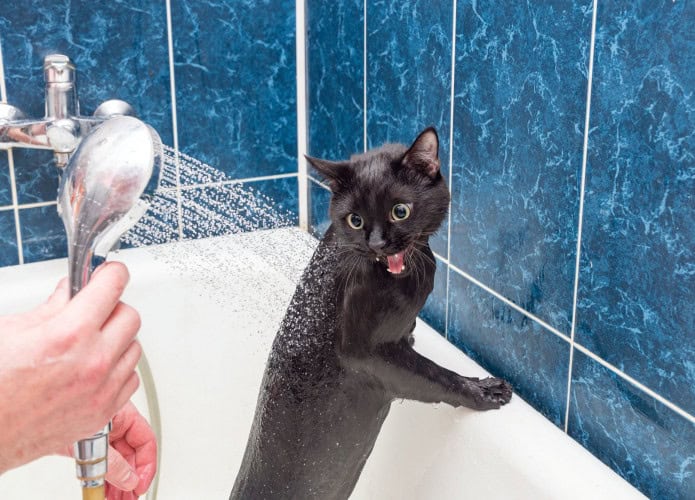 gatos agua