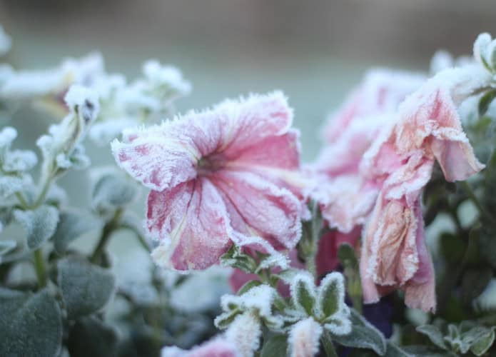 Geada em flores