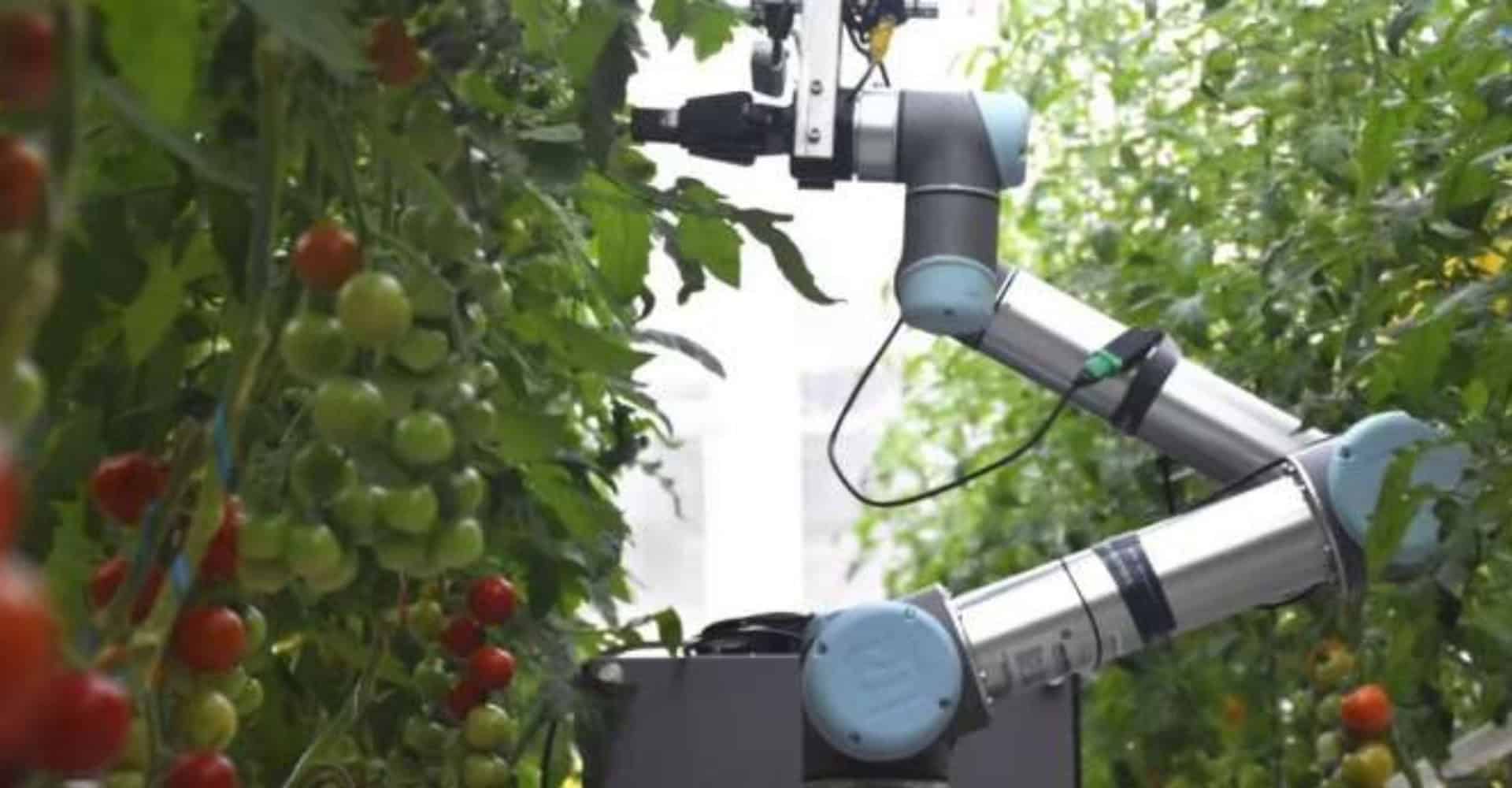 Braço robótico em uma plantação