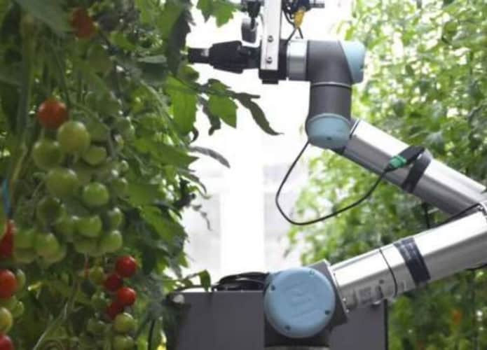 Braço robótico em uma plantação