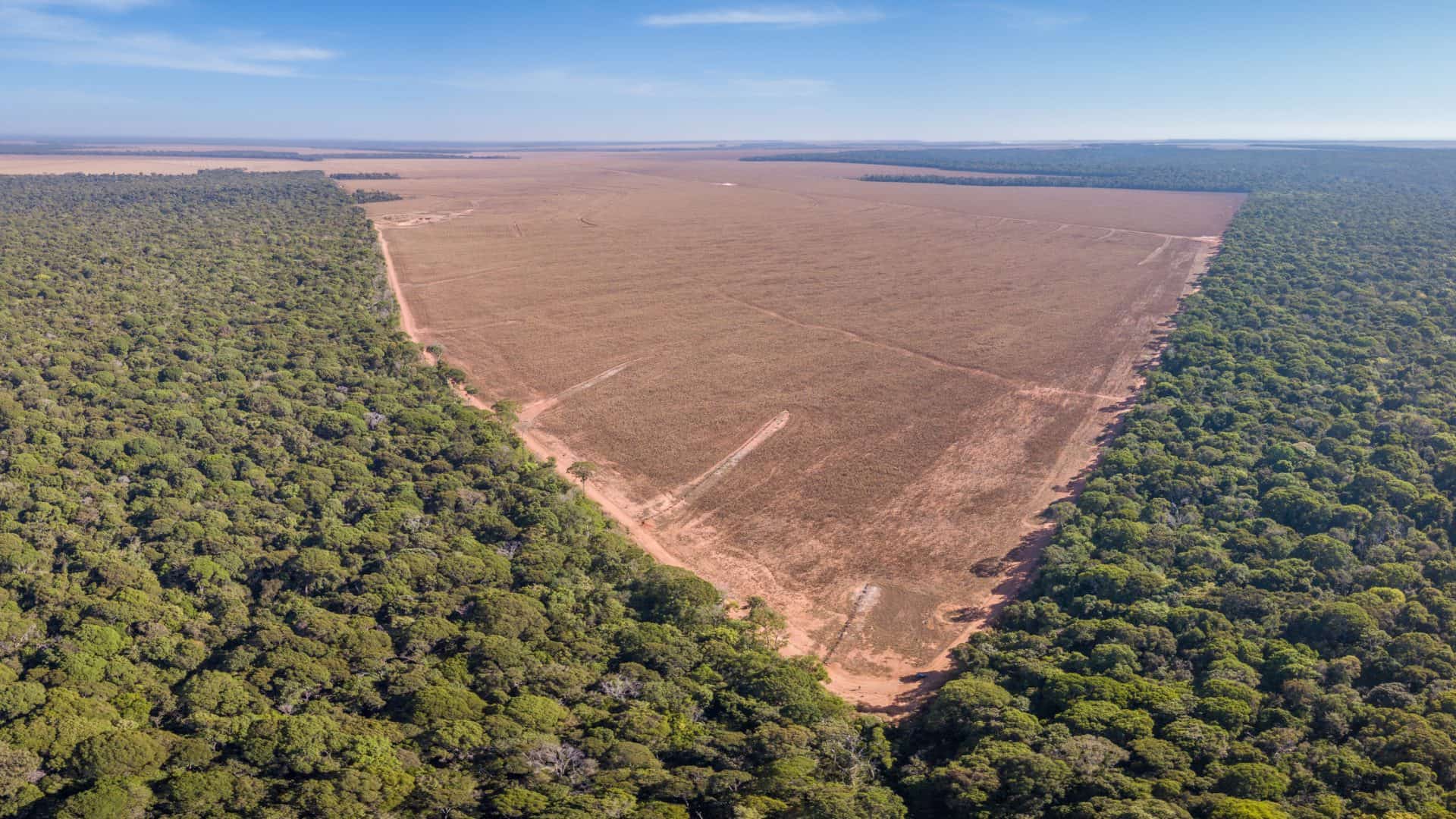 desmatamento brasil