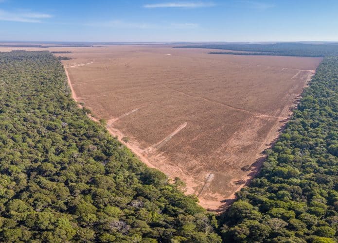 desmatamento brasil