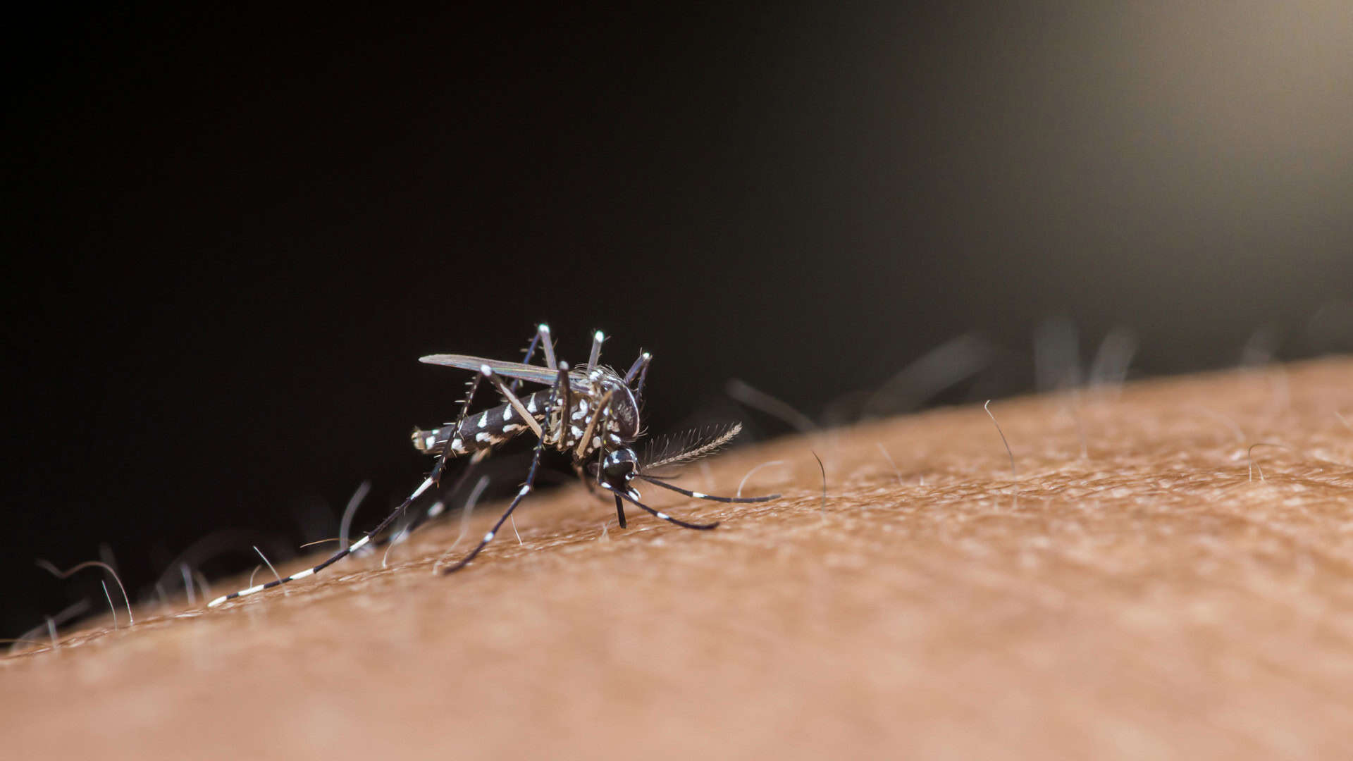 Aedes aegypti