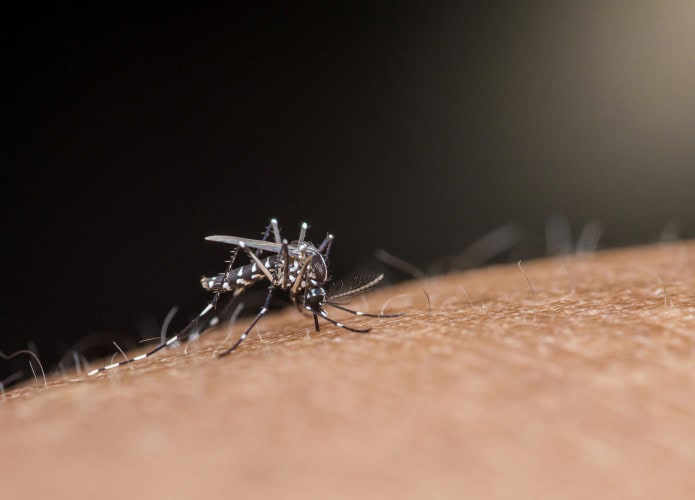 Aedes aegypti
