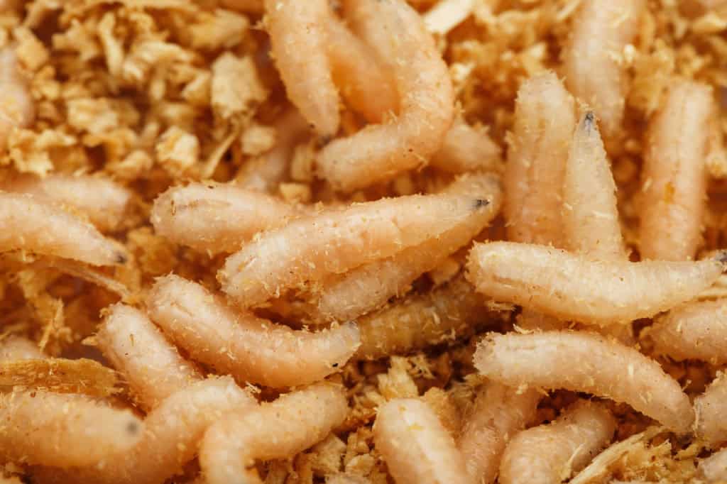Larvas