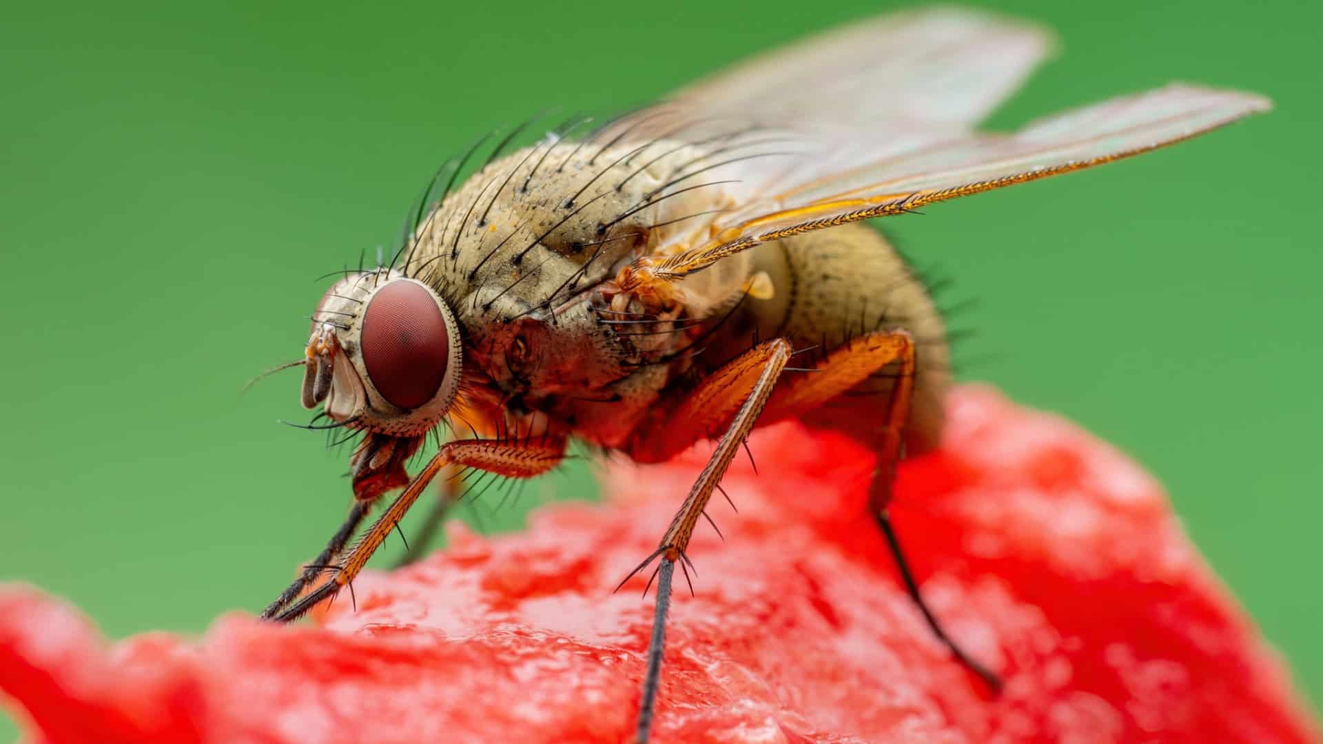mosca-1-1920x1080