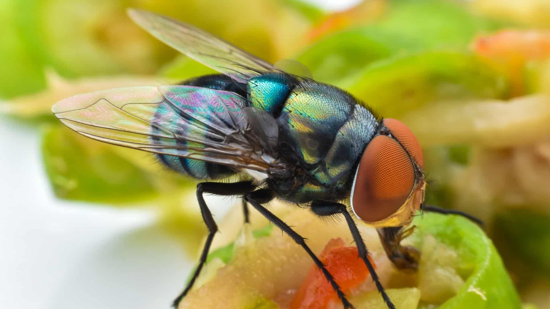 Mosca-da-bicheira