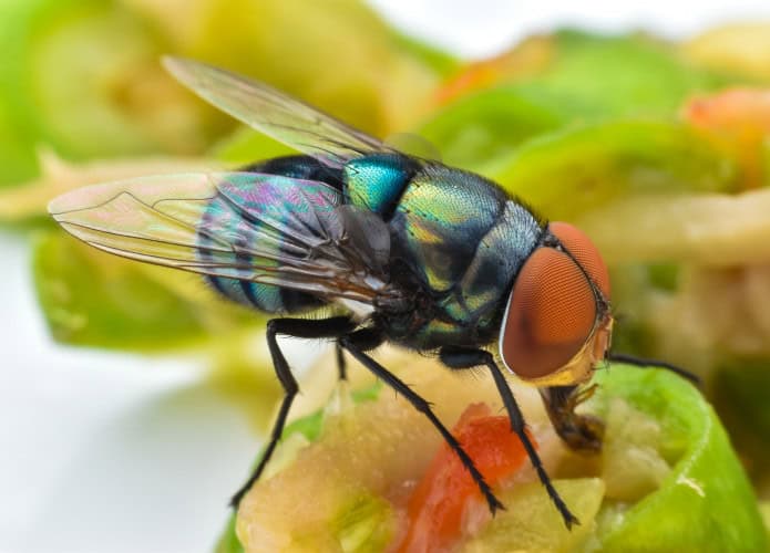 Mosca-da-bicheira