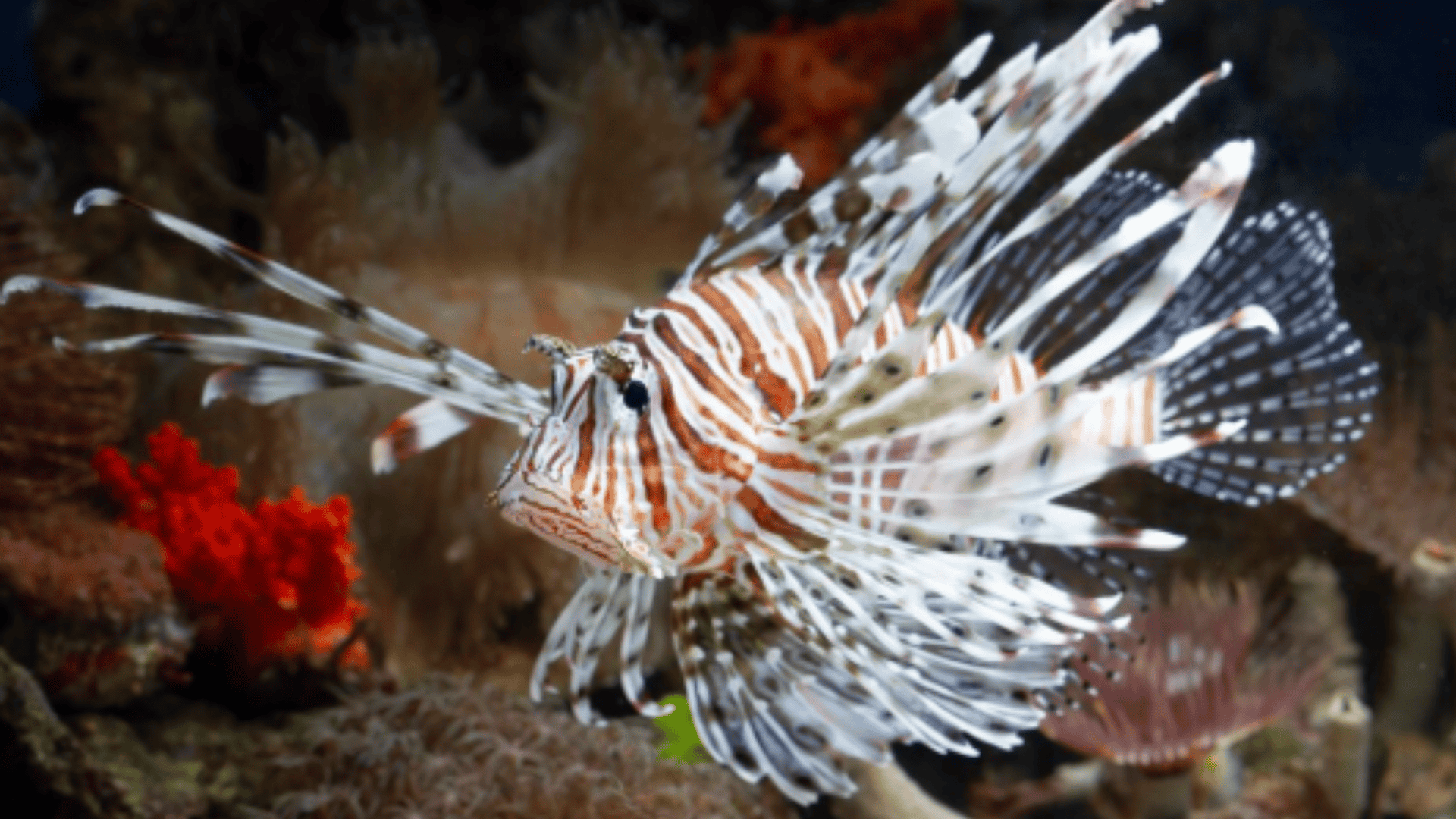 close de um peixe leão dentro da água