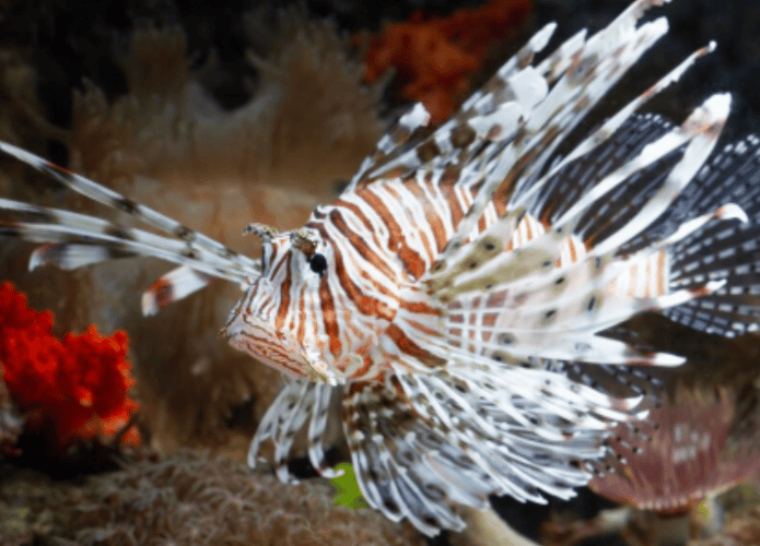 close de um peixe leão dentro da água