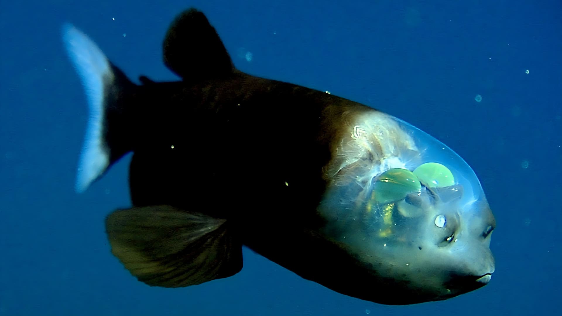 peixe-olho-de-barril-1920x1080