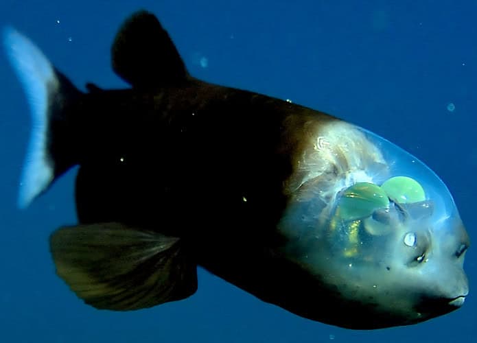 peixe-olho-de-barril-695x500