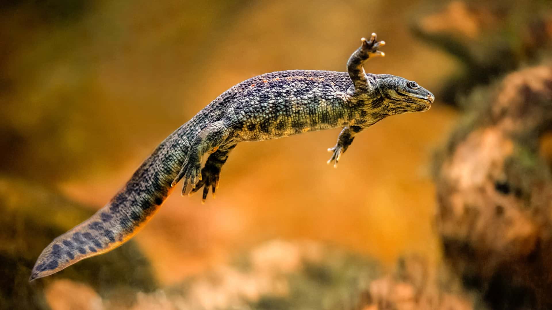 salamandra