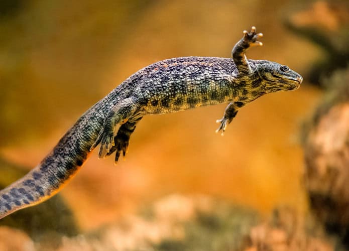 salamandra