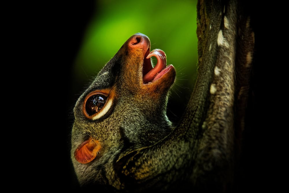 Colugo.
