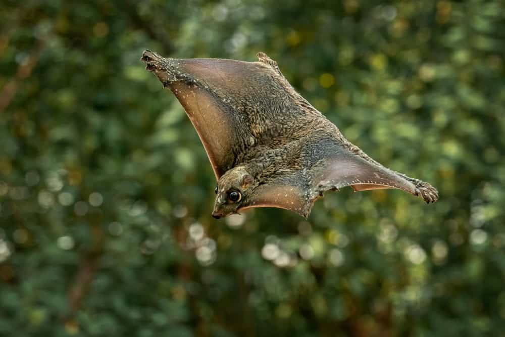 Colugo.