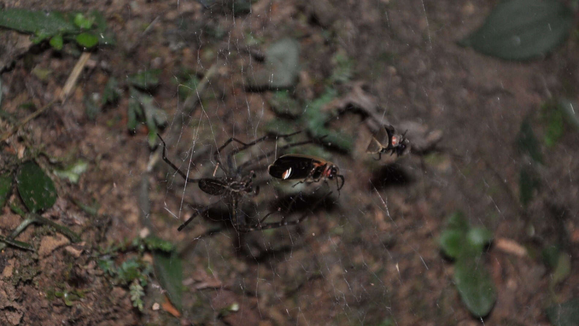 spider-uses-trapped-1920x1080