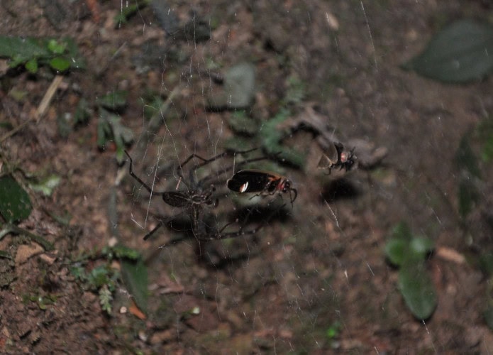 spider-uses-trapped-695x500