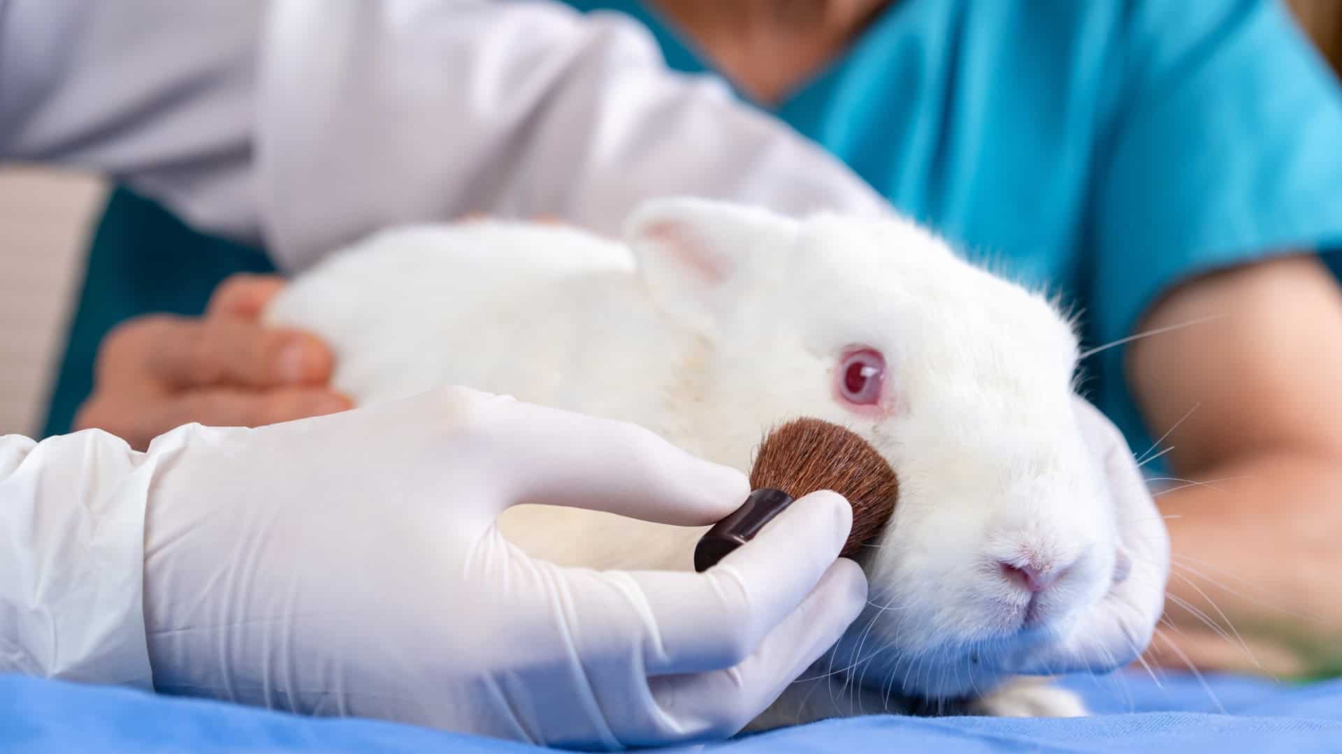 Pesquisador testando um cosmético em um coelho