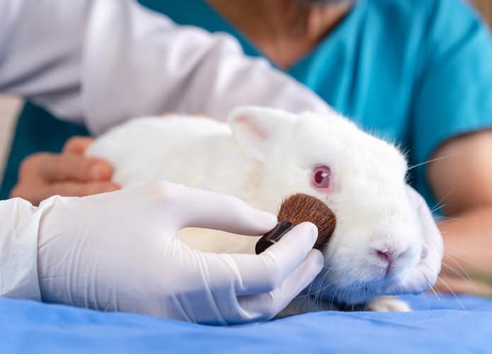 Pesquisador testando um cosmético em um coelho
