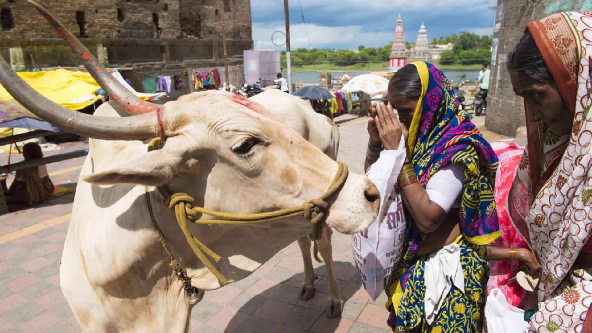 vaca-sagrada-2000-1920x1080