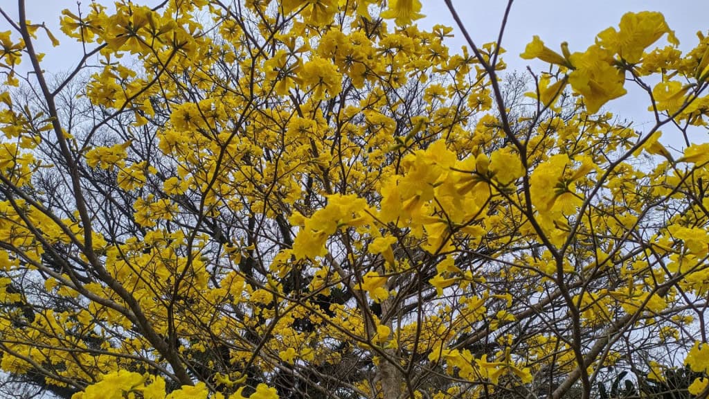 Trompete dourado, também conhecido como Ipe Amarelo, isolado em um campo de cana-de-açúcar colhido em uma manhã ensolarada com céu azul. Árvore de Tabebuia Alba, também conhecida como Handroanthus albus, isolada no campo com céu azul