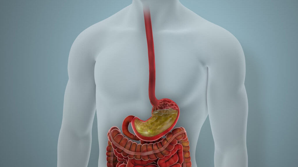 Corpo humano visto por dentro: um tubo vermelho desce pela garganta até o estômago, onde há líquido amarelado. Os intestinos aparecem enrolados em tons de vermelho e marrom, mostrando o caminho da digestão.